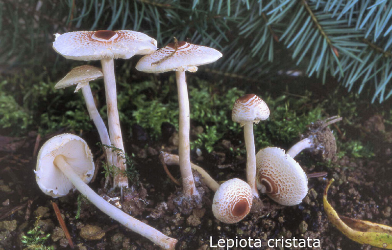 Lepiota cristata-amf1179.jpg - Lepiota cristata ; Syn1: Agaricus cristatus ; Syn2: Lepiotula cristata ; Nom français: Lépiote crêtée